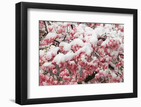 Light snow on pink dogwood tree in early spring, Louisville, Kentucky-Adam Jones-Framed Photographic Print