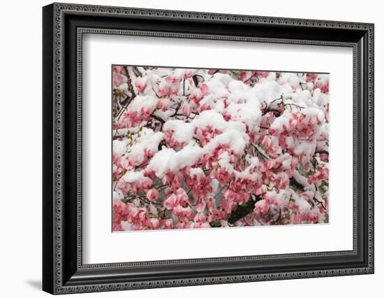 Light snow on pink dogwood tree in early spring, Louisville, Kentucky-Adam Jones-Framed Photographic Print