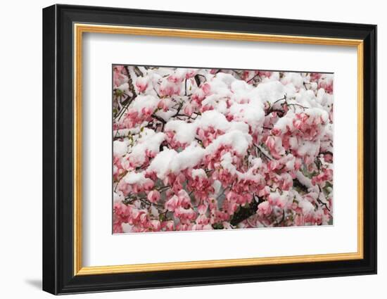 Light snow on pink dogwood tree in early spring, Louisville, Kentucky-Adam Jones-Framed Photographic Print