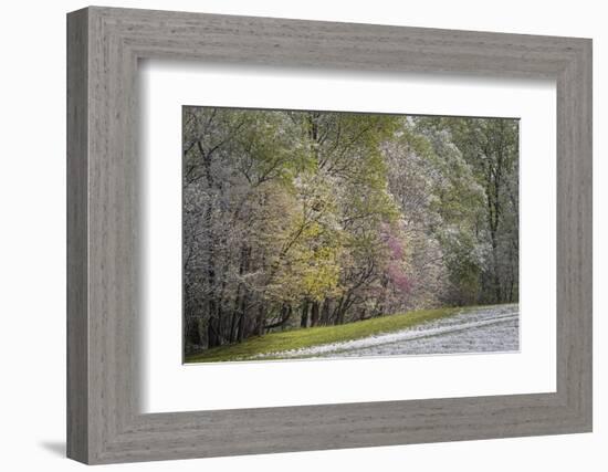 Light snow on trees in early spring, Louisville, Kentucky-Adam Jones-Framed Photographic Print