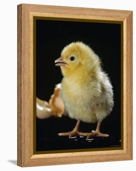 Light Sussex Hen Chick-Jane Burton-Framed Premier Image Canvas