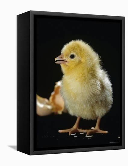 Light Sussex Hen Chick-Jane Burton-Framed Premier Image Canvas