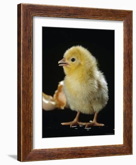 Light Sussex Hen Chick-Jane Burton-Framed Photographic Print