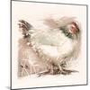 Light Sussex Hen-Tim Kahane-Mounted Photographic Print