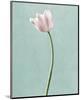 Light Tulips I Harbor Gray-Debra Van Swearingen-Mounted Photo