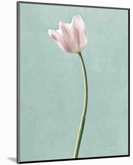 Light Tulips I Harbor Gray-Debra Van Swearingen-Mounted Photo