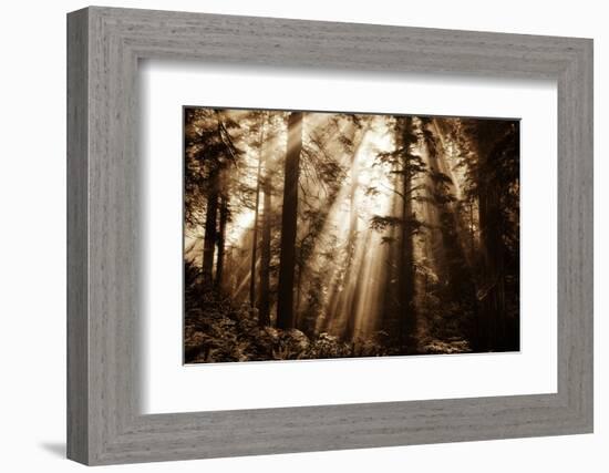 Light Within The Darkness, California Redwoods, Coastal Trees-Vincent James-Framed Photographic Print