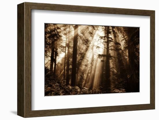 Light Within The Darkness, California Redwoods, Coastal Trees-Vincent James-Framed Photographic Print