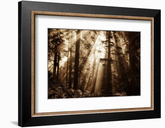 Light Within The Darkness, California Redwoods, Coastal Trees-Vincent James-Framed Photographic Print