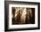 Light Within The Darkness, California Redwoods, Coastal Trees-Vincent James-Framed Photographic Print