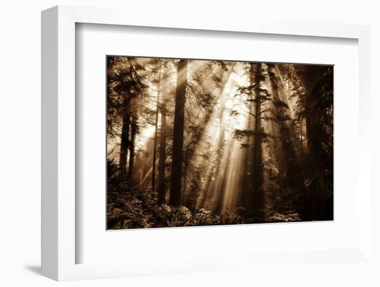 Light Within The Darkness, California Redwoods, Coastal Trees-Vincent James-Framed Photographic Print