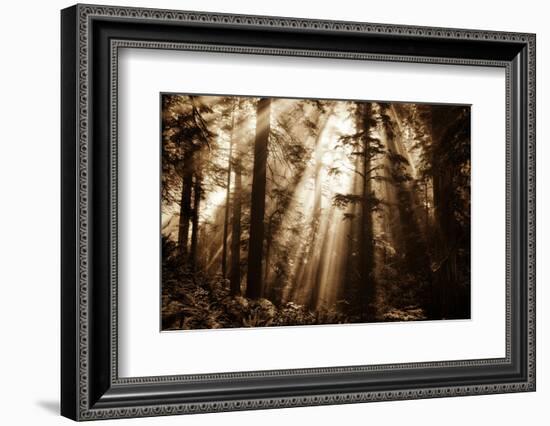 Light Within The Darkness, California Redwoods, Coastal Trees-Vincent James-Framed Photographic Print