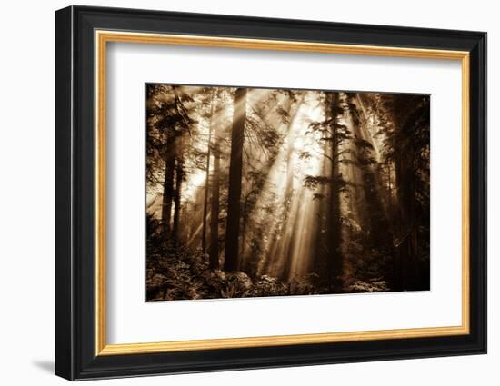 Light Within The Darkness, California Redwoods, Coastal Trees-Vincent James-Framed Photographic Print