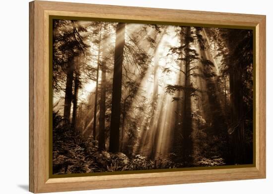 Light Within The Darkness, California Redwoods, Coastal Trees-Vincent James-Framed Premier Image Canvas