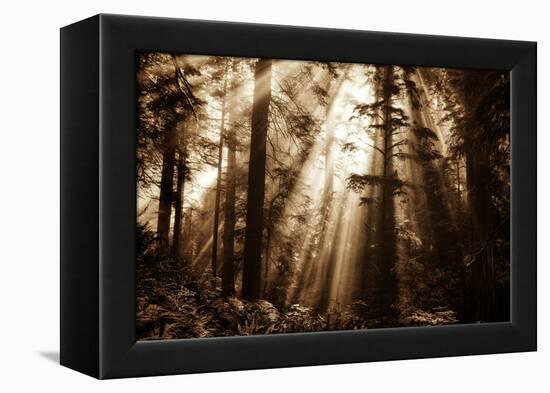 Light Within The Darkness, California Redwoods, Coastal Trees-Vincent James-Framed Premier Image Canvas