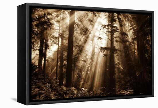 Light Within The Darkness, California Redwoods, Coastal Trees-Vincent James-Framed Premier Image Canvas