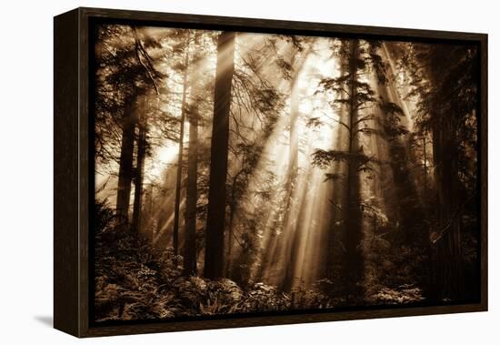 Light Within The Darkness, California Redwoods, Coastal Trees-Vincent James-Framed Premier Image Canvas