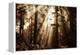 Light Within The Darkness, California Redwoods, Coastal Trees-Vincent James-Framed Premier Image Canvas