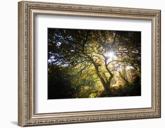 Light-Philippe Manguin-Framed Photographic Print