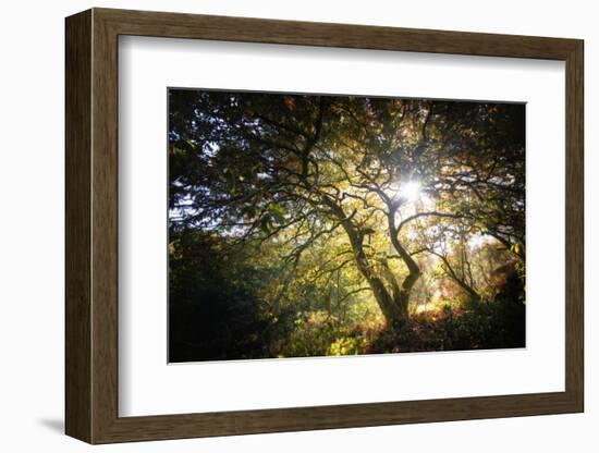 Light-Philippe Manguin-Framed Photographic Print