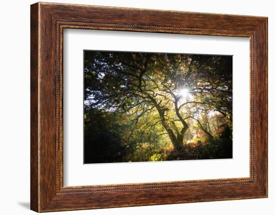 Light-Philippe Manguin-Framed Photographic Print