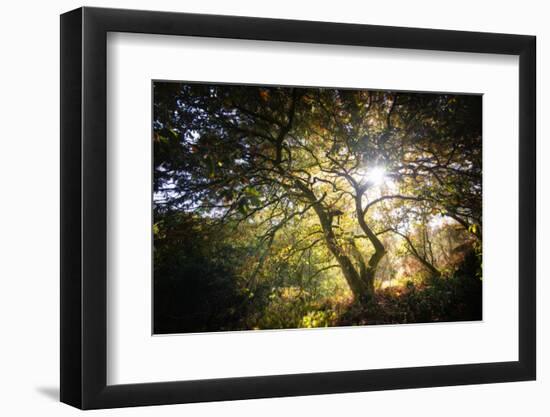 Light-Philippe Manguin-Framed Photographic Print