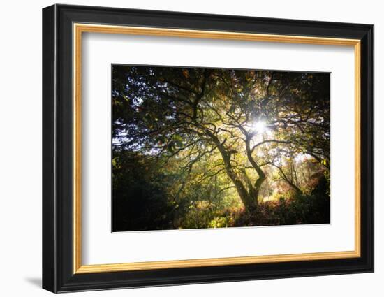 Light-Philippe Manguin-Framed Photographic Print