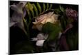 Photographic Print