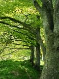 Line of Beech Trees in a Wood in Spring-Lightfoot Jeremy-Photographic Print