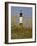 Lighthouse and Seaoats in Early Mooring, Tybee Island, Georgia, USA-Joanne Wells-Framed Photographic Print