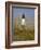 Lighthouse and Seaoats in Early Mooring, Tybee Island, Georgia, USA-Joanne Wells-Framed Photographic Print