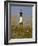 Lighthouse and Seaoats in Early Mooring, Tybee Island, Georgia, USA-Joanne Wells-Framed Photographic Print