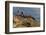 Lighthouse at Point Reyes National Seashore. California, USA-Chuck Haney-Framed Photographic Print