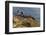 Lighthouse at Point Reyes National Seashore. California, USA-Chuck Haney-Framed Photographic Print