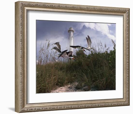 Lighthouse Terns I-Steve Hunziker-Framed Art Print