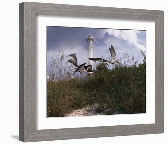 Lighthouse Terns I-Steve Hunziker-Framed Art Print