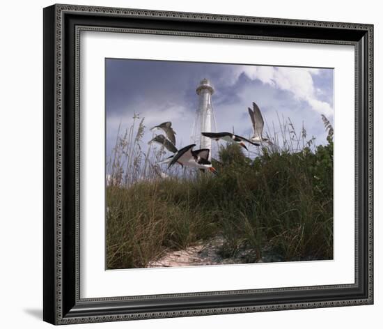 Lighthouse Terns I-Steve Hunziker-Framed Art Print