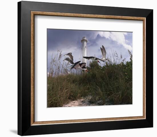 Lighthouse Terns I-Steve Hunziker-Framed Art Print