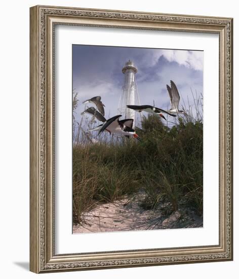 Lighthouse Terns II-Steve Hunziker-Framed Art Print