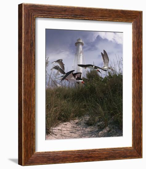 Lighthouse Terns II-Steve Hunziker-Framed Art Print