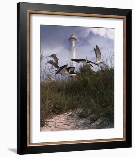 Lighthouse Terns II-Steve Hunziker-Framed Art Print