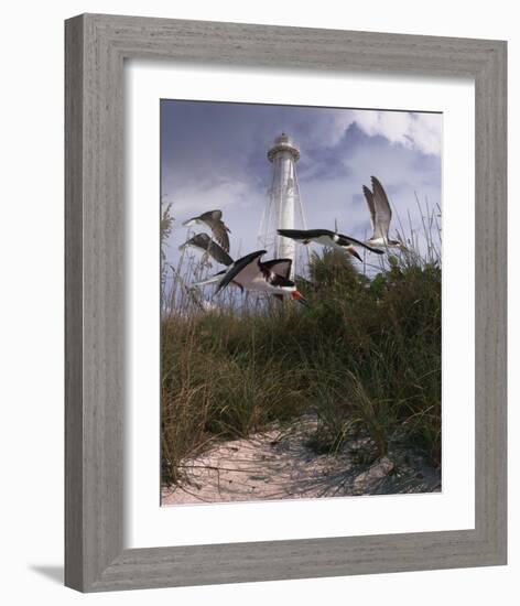 Lighthouse Terns II-Steve Hunziker-Framed Art Print