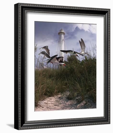 Lighthouse Terns II-Steve Hunziker-Framed Art Print