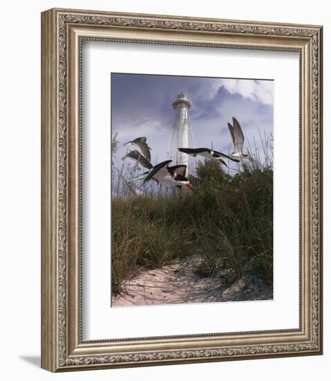 Lighthouse Terns II-Steve Hunziker-Framed Art Print