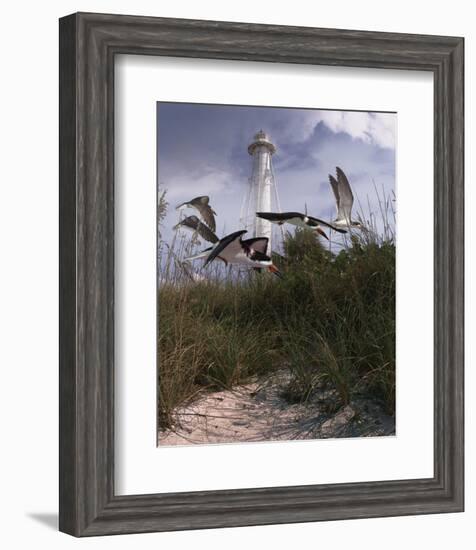 Lighthouse Terns II-Steve Hunziker-Framed Art Print