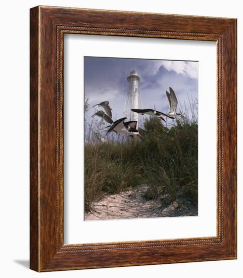 Lighthouse Terns II-Steve Hunziker-Framed Art Print