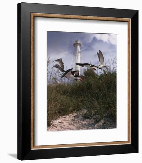 Lighthouse Terns II-Steve Hunziker-Framed Art Print