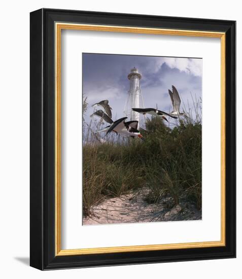 Lighthouse Terns II-Steve Hunziker-Framed Art Print