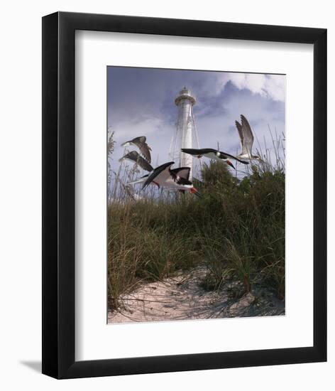 Lighthouse Terns II-Steve Hunziker-Framed Art Print