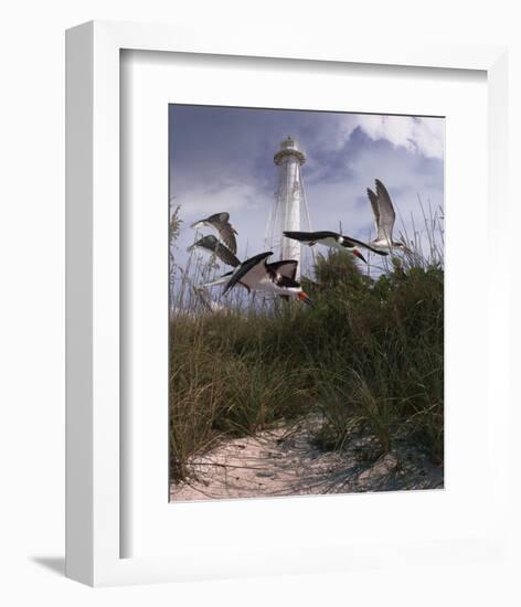 Lighthouse Terns II-Steve Hunziker-Framed Art Print